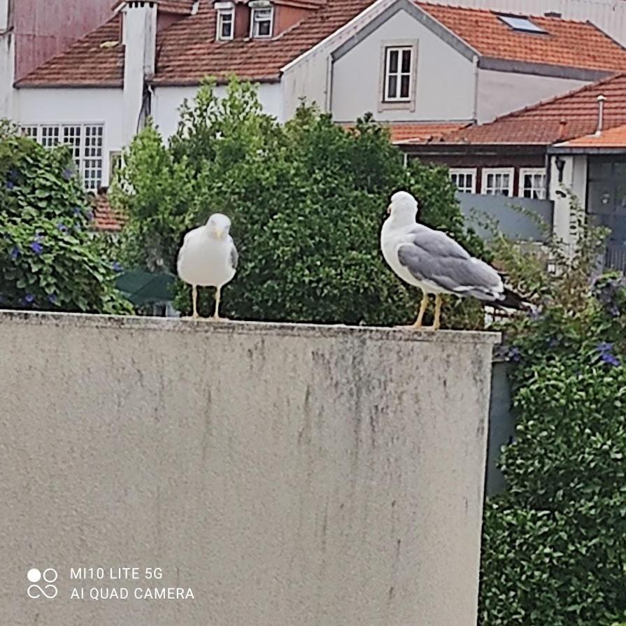 Porto Garden Yard Apartment Eksteriør billede